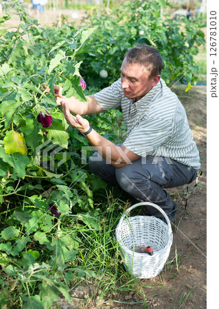 Interested gardener checking harvest of eggplants in vegetable patch 126781010
