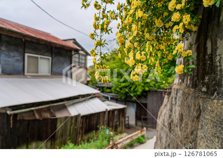 《広島県》尾道・坂の街の風景 126781065