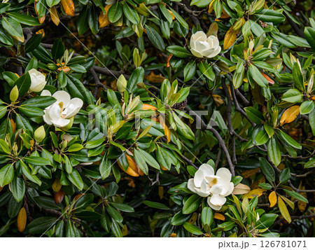 初夏に開花したタイサンボク(泰山木)の花とつぼみ 初夏に開花したタイサンボク(泰山木)の花とつぼみ 126781071