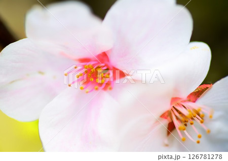 さくら前線（東北・下田） 126781278