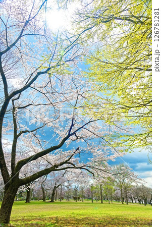 さくら前線（東北・南郷） 126781281