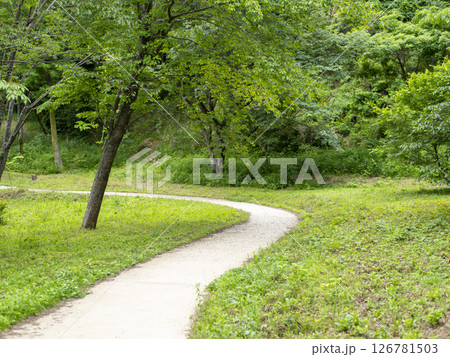 新緑に囲まれたハイキングコース 126781503