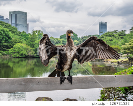 濡れた翼を大きく広げて乾かしているカワウ 濡れた翼を大きく広げて乾かしているカワウ 126781522