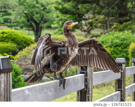 濡れた翼を大きく広げて乾かしているカワウ 濡れた翼を大きく広げて乾かしているカワウ 126781523