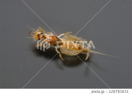 カゲロウ幼虫 オオシロ カゲロウ幼虫 オオシロ 126781631