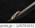 トビケラ成虫 オオシマ 126781632