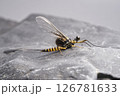カゲロウ成虫雄 オオマダラ 126781633