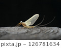 カゲロウ亜成虫雄 　マツムラヒラタ 126781634