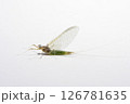 カゲロウ成虫雌 マツムラヒラタ 126781635