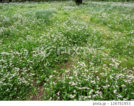 春に群生して花を咲かせるハルジオン 126781953