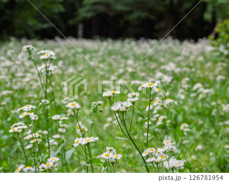 春に群生して花を咲かせるハルジオン 春に群生して花を咲かせるハルジオン 126781954