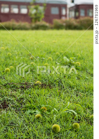 緑のイガグリと廃電車 緑のイガグリと廃電車 126781969