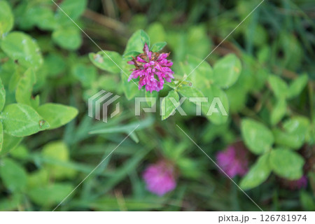 雨に濡れたムラサキカタバミの花 雨に濡れたムラサキカタバミの花 126781974