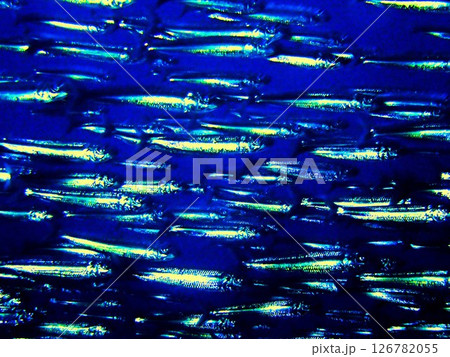 イワシの群れ　伊豆大島 126782055