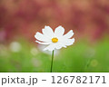 白いコスモス 126782171