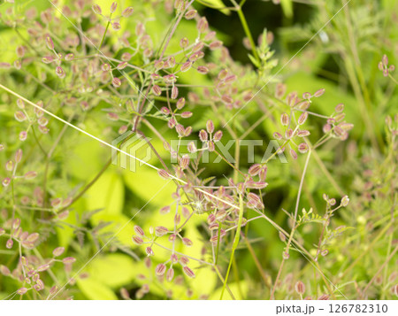 赤い実を付けたオヤブジラミ 赤い実を付けたオヤブジラミ 126782310