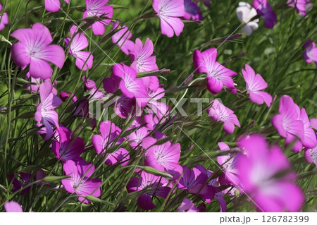 春の公園に咲くピンク色のムギナデシコの花 126782399