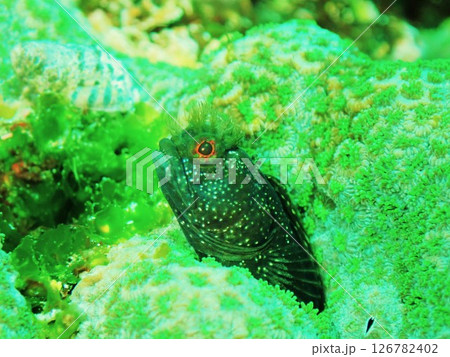 トウシマコケギンポ 伊豆大島 2 トウシマコケギンポ 伊豆大島 2 126782402