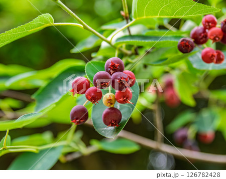 初夏に熟し始めたジューンベリーの赤い実 126782428