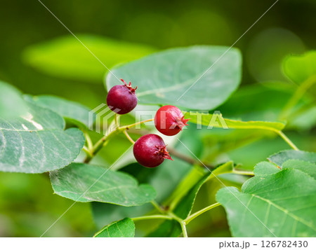初夏に熟し始めたジューンベリーの赤い実 初夏に熟し始めたジューンベリーの赤い実 126782430