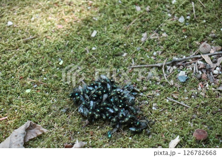 群がるキンバエ 群がるキンバエ 126782668