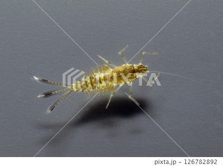 カゲロウ幼虫 フタバカゲロウ 126782892