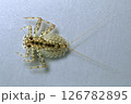 カゲロウ幼虫 ヒラタカゲロウ 126782895