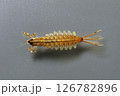カゲロウ幼虫 チラカゲロウ 126782896