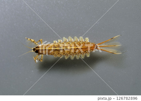 カゲロウ幼虫 チラカゲロウ カゲロウ幼虫 チラカゲロウ 126782896