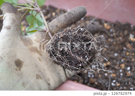 サツマイモ苗の移植09 126782974