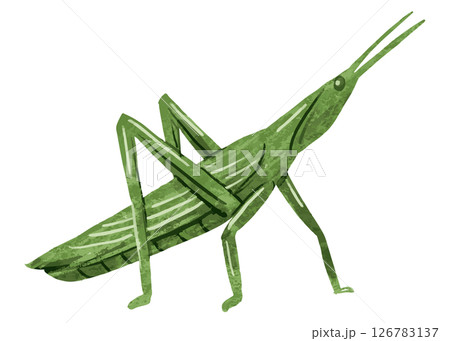 バッタのベクターイラスト 126783137