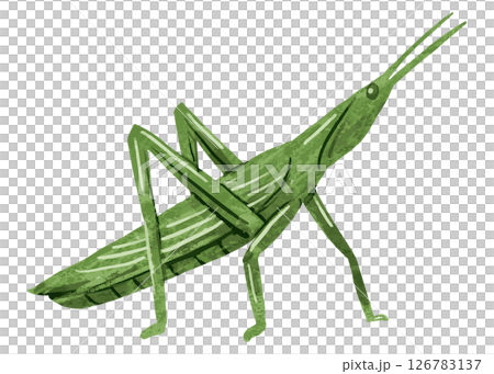 蚱蜢向量圖 126783137