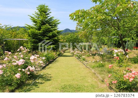 花郷OKADA 満開のバラ園 126783374