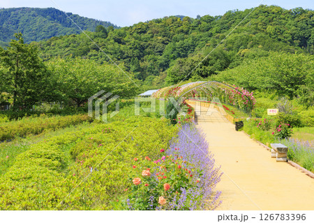 花郷OKADA 満開のバラ園 花郷OKADA 満開のバラ園 126783396