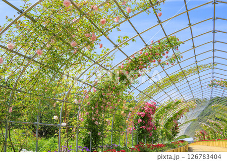 花郷OKADA 満開のバラ園 126783404