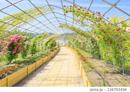 花郷OKADA 満開のバラ園 126783406