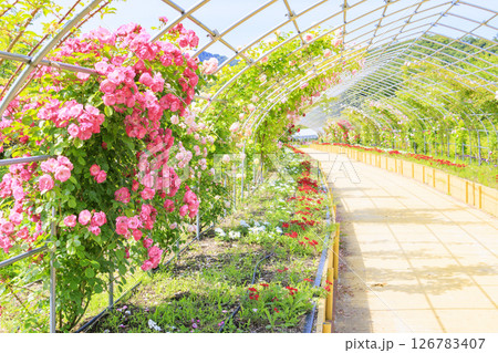 花郷OKADA 満開のバラ園 126783407