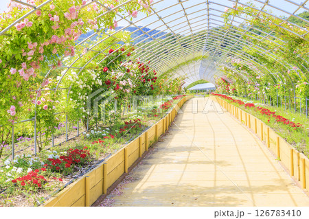 花郷OKADA 満開のバラ園 126783410