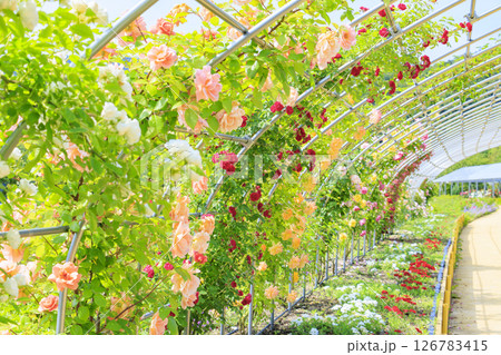 花郷OKADA 満開のバラ園 126783415