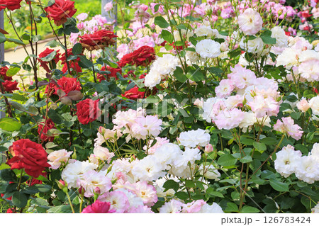 花郷OKADA 満開のバラ園 126783424