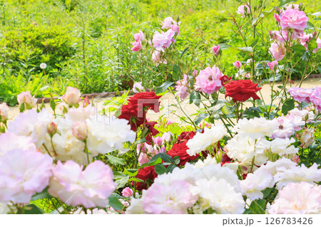 花郷OKADA 満開のバラ園 花郷OKADA 満開のバラ園 126783426