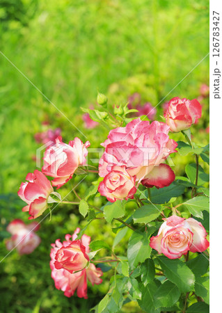 花郷OKADA 満開のバラ園 126783427