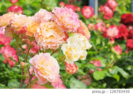 花郷OKADA 満開のバラ園 126783430