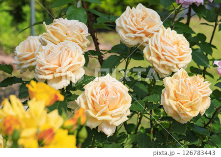 花郷OKADA 満開のバラ園 126783443