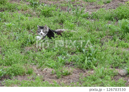 雑草が所狭しと生えている空き地でこちらを見た猫 雑草が所狭しと生えている空き地でこちらを見た猫 126783530
