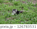 草の中でこちらを見つめているノラ猫 126783531