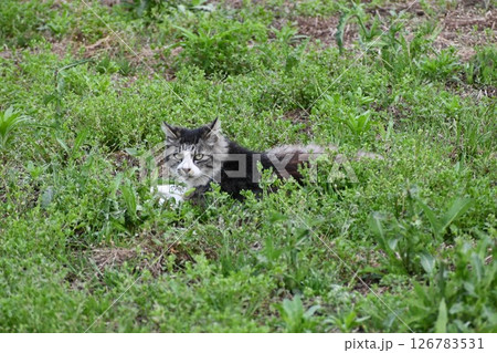 草の中でこちらを見つめているノラ猫 草の中でこちらを見つめているノラ猫 126783531