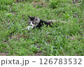 ゆっくりと腰を下ろしてうたた寝しているノラ猫 126783532