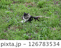 春の暖かい陽気で眠気が差している空き地にいたノラ猫 126783534
