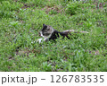 雑草が生い茂ってきている空き地でうたた寝しているノラ猫 126783535